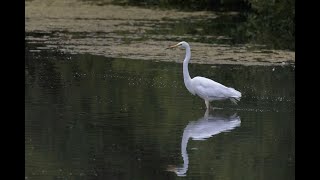 Great Egret [upl. by Lithea]