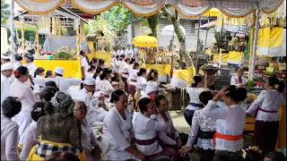 Odalan village temple festival in Bali Indonesia [upl. by Aicitel]