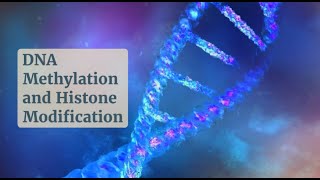 Gene Regulation 101 DNA Methylation and Histone Modifications Uncovered [upl. by Arivle]