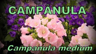 Campanula  Os sininhos coloridos [upl. by Evangelina]