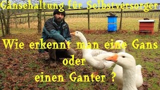 Gänsehaltung für Selbstversorger Wie erkennt man eine Gans oder einen Ganter [upl. by Walburga42]