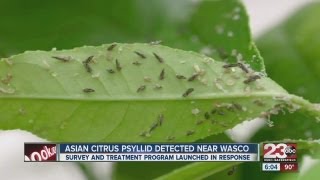 Asian citrus psyllid detected near Wasco [upl. by Gothar]