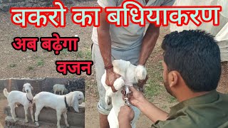 Castration of Male Goat  Hashim Vet [upl. by Burn960]