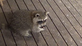 Tues 2nd Sept Baby Raccoon Thumblina visited [upl. by Birdie]