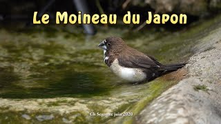 le moineau du japon  the japanese sparrow 4K [upl. by Woermer]