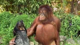 Unlikely Animal Friends Friends Furever Commercial  Google Android [upl. by Krenek250]