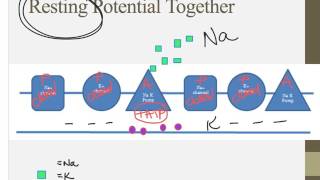 Notes for IB Biology Chapter 65 [upl. by Ailemor]