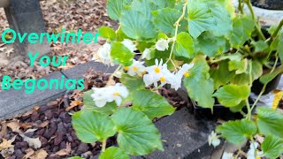 How to Overwinter Cane Begonias [upl. by Ellehs]