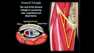 Femoral Triangle  Everything You Need To Know  Dr Nabil Ebraheim [upl. by Jasper]