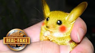 Real Life PIKACHU Captured real or fake [upl. by Hadwyn]