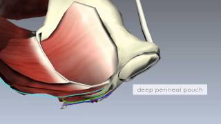 Pelvic Floor Part 2  Perineal Membrane and Deep Perineal Pouch  3D Anatomy Tutorial [upl. by Batty45]