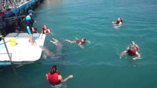 Swimming with the dolphins Guardalavaca Cuba [upl. by Dace]