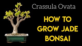 How To Grow Jade Bonsai  Crassula Ovata Bonsai  Jade Bonsai From Nursery Stock [upl. by Aseen]