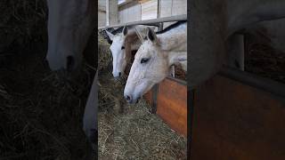 ASMR 🎶Sound🎵 Sgranocchiare mentre i🐎Cavalli 🐴 mangiano Horses eating asmr asmrsounds [upl. by Ennasirk]