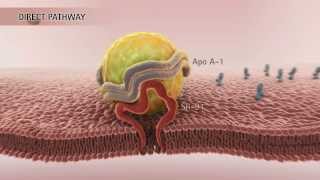 HDL amp Reverse Cholesterol Transport HD [upl. by Aehr]