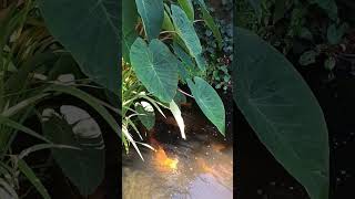 Colocasia Biggest Leaves Water or Soil shorts [upl. by Vincents]