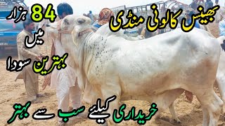 Bhains Colony Cow Mandi Update  7 June 2023  Cow Mandi 2023 [upl. by Gasper]