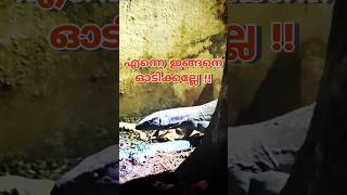 ഉടുമ്പിൻ്റെ പുറകെ വീണ്ടും ഓടി🦎 Rescuing a monitor lizard urbanwildlife reptiles sarpa [upl. by Malley]