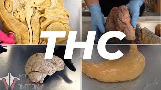 The Anatomy of THC cannabinoids [upl. by Reamy841]