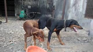 Doberman Male Available For Mating at ARM DOG KENNEL [upl. by Anaehr]