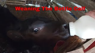 Weaning The Bottle Calf A Quick Update [upl. by Naujyt]