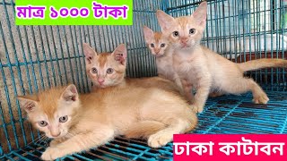 Persian Mixed Breed cat price in Bangladesh  মাত্র ১০০০ হাজার টাকায় বিড়াল  বিড়ালের দাম ২০২৩ [upl. by Pallaton]