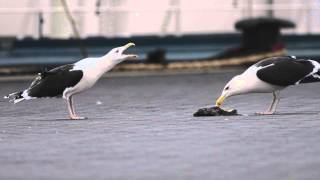 Great Blackbacked Gulls longcalling [upl. by Aicemak454]