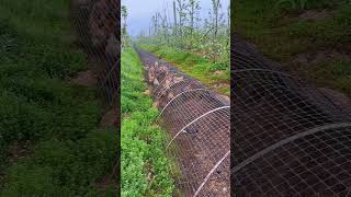 pickingfruitvegetablerural lifefarmingsatisfyingagriculturenatural life [upl. by Kondon]