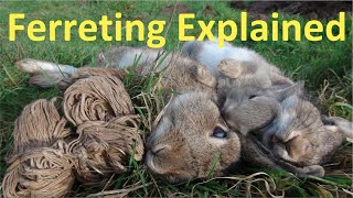 Ferreting Rabbits Explained [upl. by Corin]