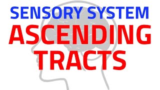 SENSORY TRACTS  ASCENDING TRACTS  CNS PHYSIOLOGY  NEUROPHYSIOLOGY [upl. by Zola]