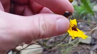 Plains Coreopsis Coreopsis tinctoria growing and how to Save Plains Coreopsis seeds [upl. by Ennobe]