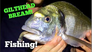 Fishing For GILTHEAD BREAM Tips and Tactics [upl. by Sanfred]