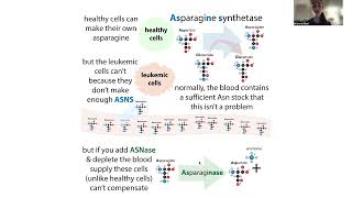 Asparaginase therapy for ALL biochemistry of asparaginase and asparagine synthetase [upl. by Barbee]