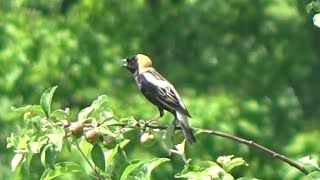 Bobolink quotIncredible footage of this uncommon bird singingquot [upl. by Daniele699]