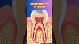 Structure of a Tooth Explained  Crown Root Enamel Dentine amp More [upl. by Lallage736]