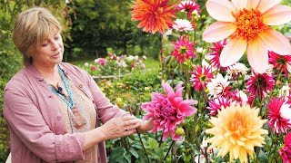 Sarah Raven  How to grow dahlias  Good Housekeeping UK [upl. by Hersch994]