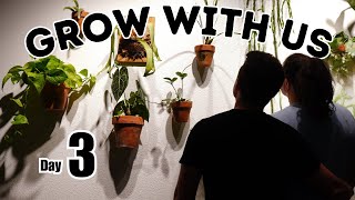 DAILY PLANT VLOG Whats Wrong with our Palm Tree [upl. by Nara]