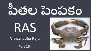 RAS లో పీతల పెంపకం  CRAB RAS  16 [upl. by Golden40]