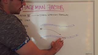 Hageman Factor Easily Explained [upl. by Esiahc]