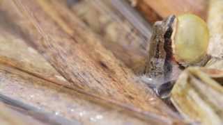 Chorus frog calling [upl. by Kolivas]