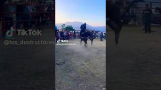 ¡¡CONOCE ESTE TORETE DESTRUCTOR QUÉ VA PARA GRANDE RANCHO LOS DESTRUCTORES parati viral fyp [upl. by Eartnoed]