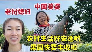 老撾媳嫁中國農村超幸福，果園即將大豐收，婆媳二人超興奮！ [upl. by Bathsheb]