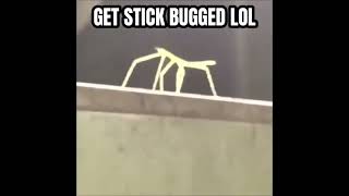 Get stick bugged lol BUT its voiced over [upl. by Ennaillek]