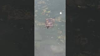 Active and Energetic Turtle Swimming Happily at the Pond shortvideo juronglakegardens testudines [upl. by Constantia]