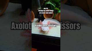 axolotl crafter axolotls axolotlpet aquariums pets cute leucisticaxolotl [upl. by Tryck]