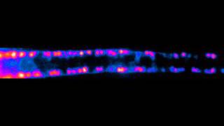 Firing of the motor neurons in the spinal cord of zebrafish [upl. by Eleumas]