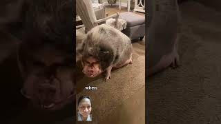 So big pig reels piggy animals fypシ゚viral [upl. by Wareing641]