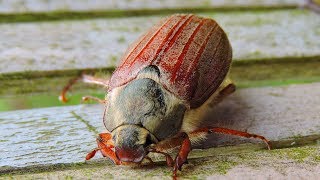 Chrabąszcz majowy  krótkie życie  Cockchafer  short life  Melolontha melolontha [upl. by Etnoel509]