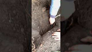 metaldetecting metaldetector металлоискатель клад [upl. by Dittman]