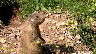 Marmotta in posa tra i ranuncoli Lessinia Ala di Trento luglio 2024 [upl. by Iur382]